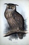 eagleowl.jpg